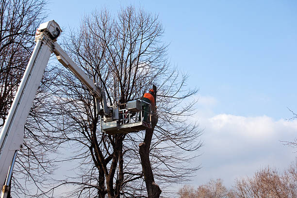 Best Tree Cabling and Bracing  in Lincolndale, NY