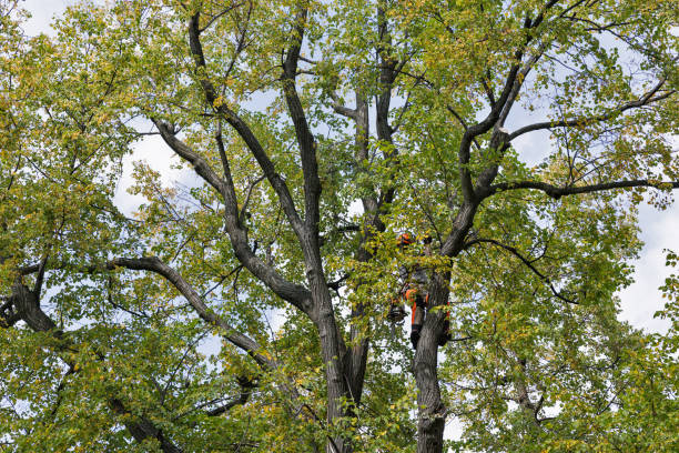 Best Hazardous Tree Removal  in Lincolndale, NY